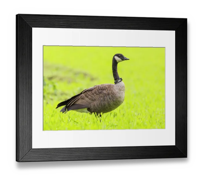 Framed Print : Canada goose (Branta canadensis) portrait, Fairbanks, Alaska, USA. September Framed Print : Canada goose (Branta canadensis) portrait, Fairbanks, Alaska, USA. September