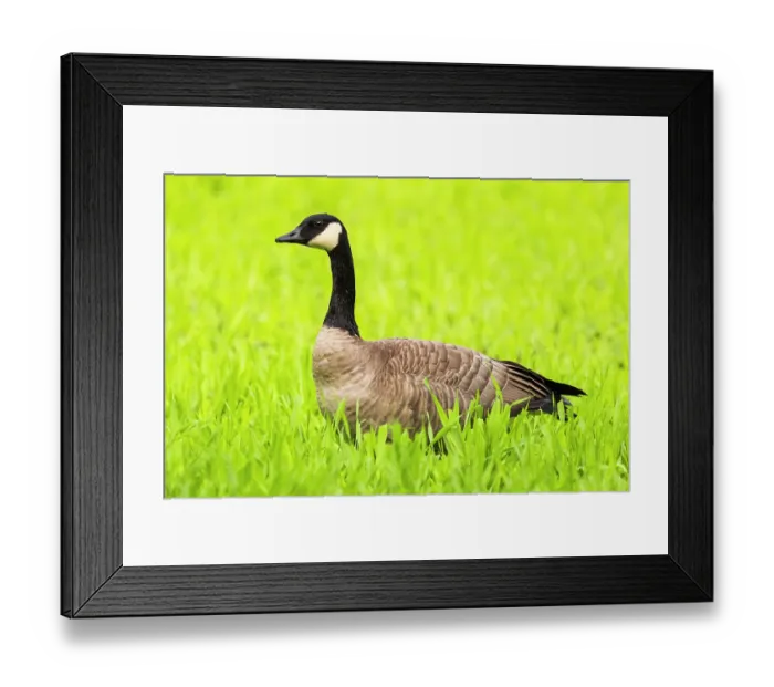 Framed Print : Canada goose (Branta canadensis) portrait, Fairbanks, Alaska, USA. September Framed Print : Canada goose (Branta canadensis) portrait, Fairbanks, Alaska, USA. September