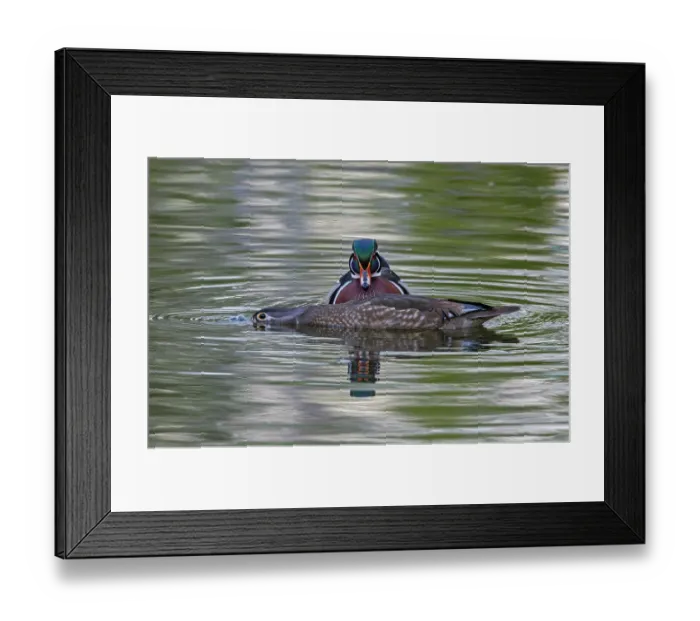 Framed Print : Wood duck (Aix sponsa) pair, courtship display, Acadia National Park, Maine, USA. May Framed Print : Wood duck (Aix sponsa) pair, courtship display, Acadia National Park, Maine, USA. May