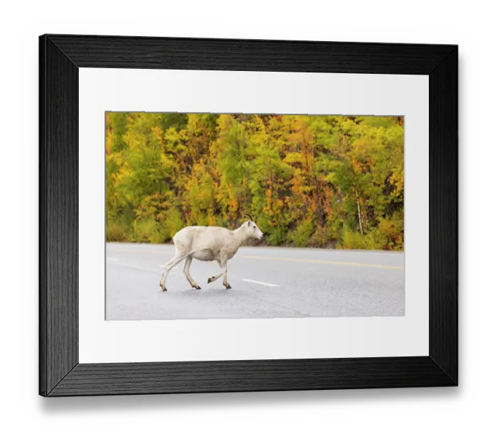 Framed Print : Dall sheep (Ovis dalli) crossing a road, Matanuska Glacier, Alaska, USA. September Framed Print : Dall sheep (Ovis dalli) crossing a road, Matanuska Glacier, Alaska, USA. September
