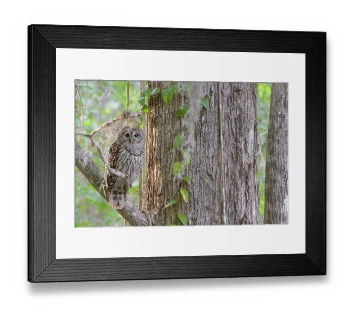 Framed Print : Barred owl (Strix varia) perched on branch, Corkscrew Swamp Audubon Sanctuary, Florida, USA. March Framed Print : Barred owl (Strix varia) perched on branch, Corkscrew Swamp Audubon Sanctuary, Florida, USA. March