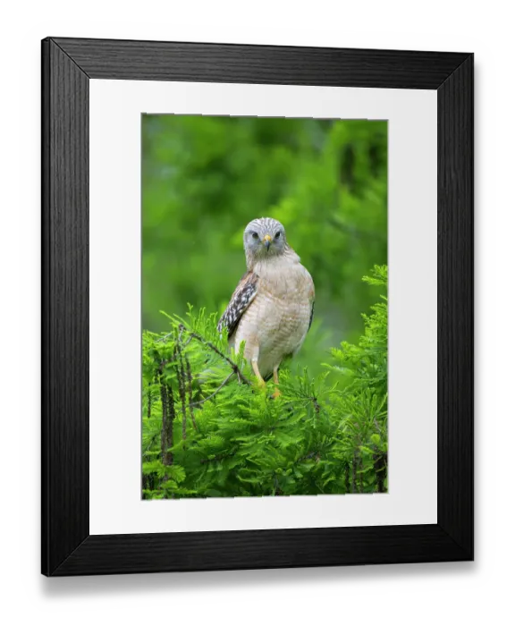 Framed Print : Red-shouldered hawk (Buteo lineatus) perched in tree, Corkscrew Regional Ecosystem Watershed (CREW) Bird Rookery Swamp, near Naples, Florida, USA. March Framed Print : Red-shouldered hawk (Buteo lineatus) perched in tree, Corkscrew Regional Ecosystem Watershed (CREW) Bird Rookery Swamp, near Naples, Florida, USA. March