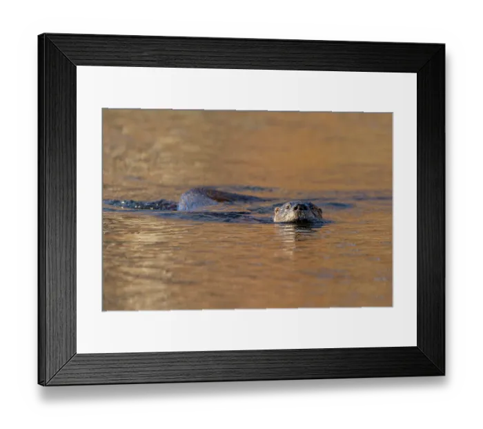 Framed Print : North American river otter (Lontra canadensis) swimming in beaver pond, Acadia National Park, Maine, USA. October Framed Print : North American river otter (Lontra canadensis) swimming in beaver pond, Acadia National Park, Maine, USA. October