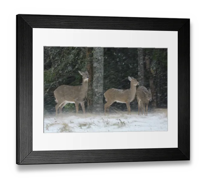 Framed Print : Three White-tailed deer (Odocoileus virginianus) does sheltering under trees during snowstorm, Acadia National Park, Maine, USA. November Framed Print : Three White-tailed deer (Odocoileus virginianus) does sheltering under trees during snowstorm, Acadia National Park, Maine, USA. November