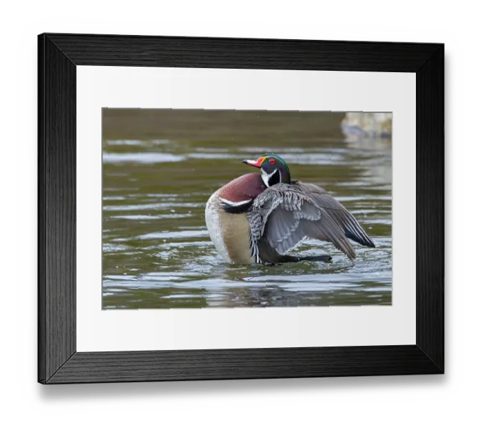Framed Print : Wood duck (Aix sponsa) male showing breeding plumage during courtship display, Acadia National Park, Maine, USA. April Framed Print : Wood duck (Aix sponsa) male showing breeding plumage during courtship display, Acadia National Park, Maine, USA. April