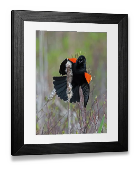 Framed Print : Red-winged blackbird (Agelaius phoeniceus) male in breeding plumage, calling during mating season, Acadia National Park, Maine, USA. May Framed Print : Red-winged blackbird (Agelaius phoeniceus) male in breeding plumage, calling during mating season, Acadia National Park, Maine, USA. May