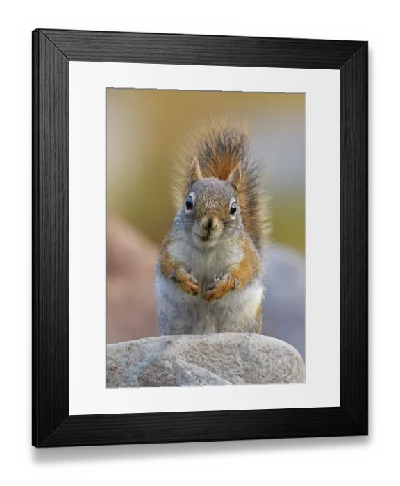 Framed Print : American red squirrel (Tamiasciurus hudsonicus) sitting on rock, portrait, Acadia National Park, Maine, USA. May Framed Print : American red squirrel (Tamiasciurus hudsonicus) sitting on rock, portrait, Acadia National Park, Maine, USA. May