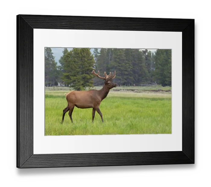 Framed Print : Elk (Cervus canadensis) bull walking through grass near Yellowstone Lake, Yellowstone National Park, Wyoming, USA. June Framed Print : Elk (Cervus canadensis) bull walking through grass near Yellowstone Lake, Yellowstone National Park, Wyoming, USA. June