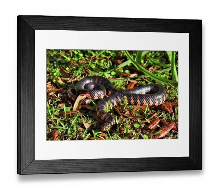 Framed Print : Red-bellied mudsnake (Farancia abacura) resting on grass, Big Cypress National Preserve, Florida, USA. March Framed Print : Red-bellied mudsnake (Farancia abacura) resting on grass, Big Cypress National Preserve, Florida, USA. March
