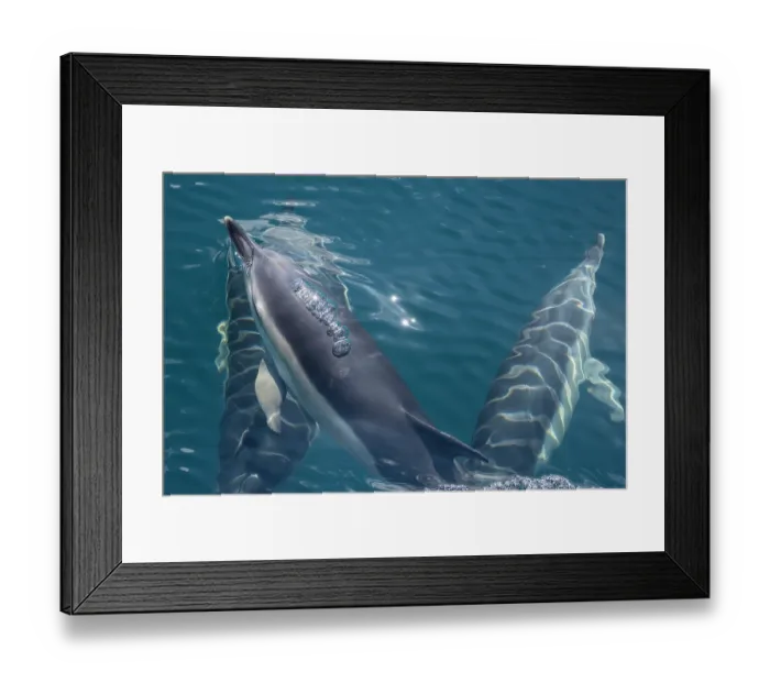Framed Print : Common dolphins (Delphinus delphis) pod surfacing, Falmouth Bay, Cornwall, UK, English Channel. July Framed Print : Common dolphins (Delphinus delphis) pod surfacing, Falmouth Bay, Cornwall, UK, English Channel. July