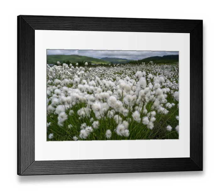 Framed Print : Fields of Scheuchzer cotton grass (Eriophorum scheuchzeri) in flower, Rogaland, Norway. June Framed Print : Fields of Scheuchzer cotton grass (Eriophorum scheuchzeri) in flower, Rogaland, Norway. June