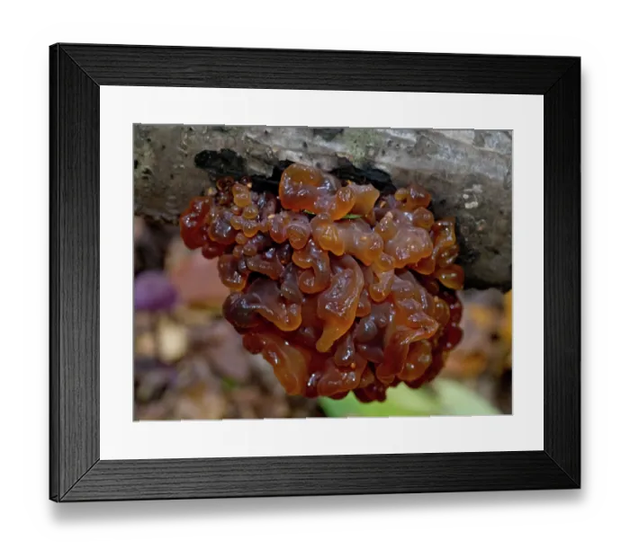 Framed Print : Leafy brain (Phaeotremella foliacea), Box Hill, Surrey, England, UK. November Framed Print : Leafy brain (Phaeotremella foliacea), Box Hill, Surrey, England, UK. November