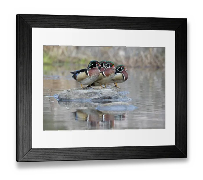 Framed Print : Four Wood duck (Aix sponsa) males in breeding plumage, perched on a rock in a pond, Acadia National Park, Maine, USA. April Framed Print : Four Wood duck (Aix sponsa) males in breeding plumage, perched on a rock in a pond, Acadia National Park, Maine, USA. April