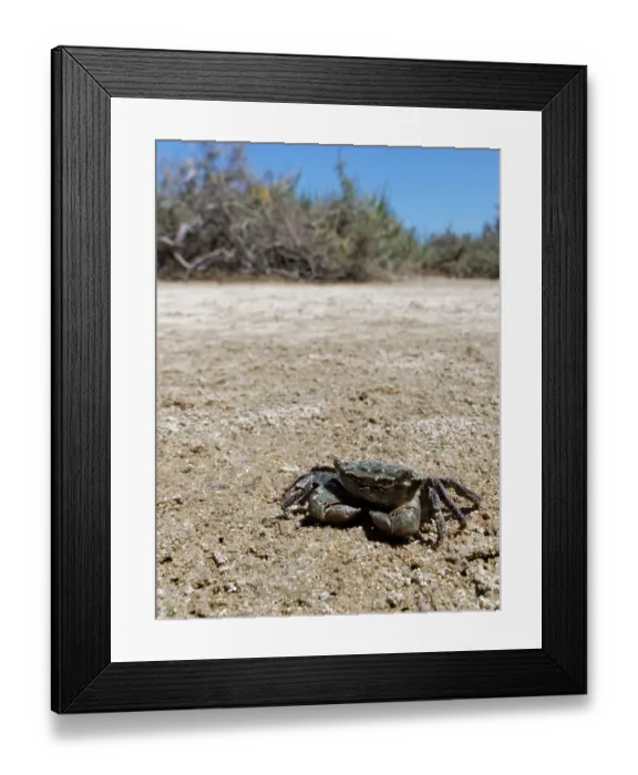 Framed Print : African matchbox crab (Pachygrapsus transversus) walking over intertidal mudflats, Sotavento Lagoon, Fuerteventura, Canary Islands. September