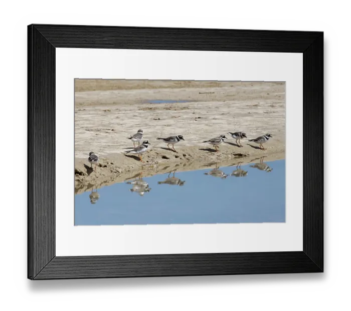 Framed Print : Ringed plovers (Charadrius hiaticula) migratory flock foraging by creek in tidal marshland, Sotavento Lagoon, Fuerteventura, Canary Islands. September Framed Print : Ringed plovers (Charadrius hiaticula) migratory flock foraging by creek in tidal marshland, Sotavento Lagoon, Fuerteventura, Canary Islands. September