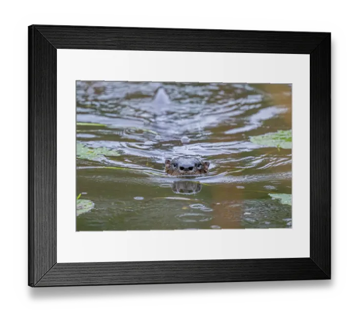 Framed Print : North American river otter (Lontra canadensis) swimming in river in light rain, Acadia National Park, Maine, USA. November Framed Print : North American river otter (Lontra canadensis) swimming in river in light rain, Acadia National Park, Maine, USA. November