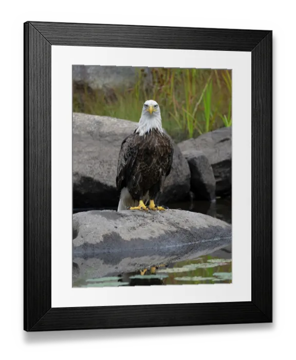Framed Print : Bald eagle (Haliaeetus leucocephalus) perched on a rock, Acadia National Park, Maine, USA. September