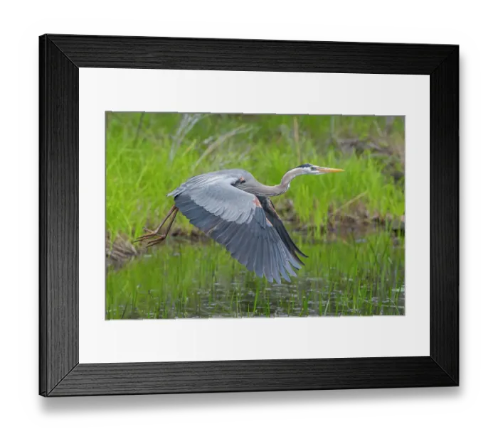 Framed Print : Great blue heron (Ardea herodias) taking flight over pond, Acadia National Park, Maine, USA. May Framed Print : Great blue heron (Ardea herodias) taking flight over pond, Acadia National Park, Maine, USA. May
