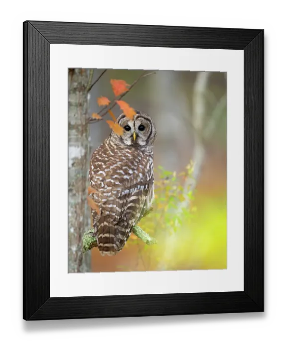 Framed Print : Barred owl (Strix varia) perched in tree in autumn, Acadia National Park, Maine, USA. October Framed Print : Barred owl (Strix varia) perched in tree in autumn, Acadia National Park, Maine, USA. October