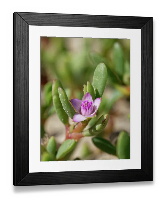 Framed Print : Sea purslane / Shoreline purslane (Sesuvium portulacastrum) flowering on edge of coastal lagoon, Sotavento, Fuerteventura, Canary Islands. September Framed Print : Sea purslane / Shoreline purslane (Sesuvium portulacastrum) flowering on edge of coastal lagoon, Sotavento, Fuerteventura, Canary Islands. September