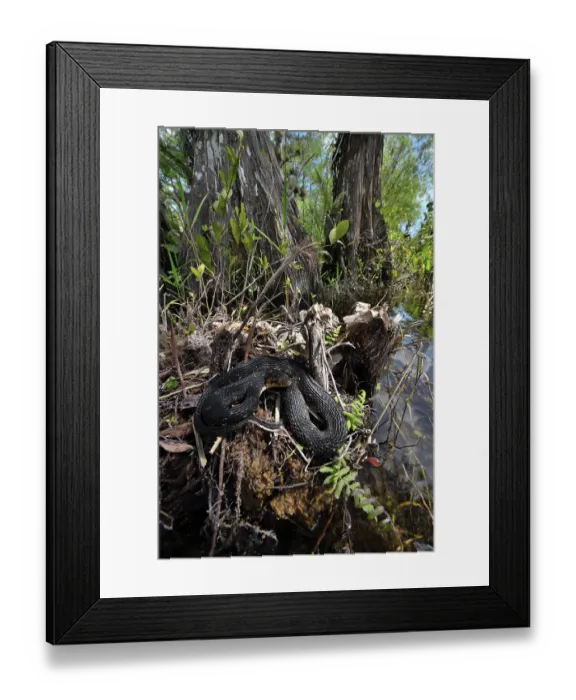 Framed Print : Florida water snake (Nerodia fasciata pictiventris) resting at water's edge, Big Cypress National Preserve, Florida, USA. March Framed Print : Florida water snake (Nerodia fasciata pictiventris) resting at water's edge, Big Cypress National Preserve, Florida, USA. March