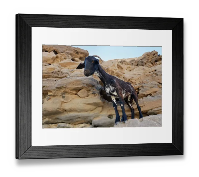 Framed Print : Domestic goat (Capra hircus) standing on ledge on volcanic cliffs, Ajuy, Fuerteventura, Canary Islands. September Framed Print : Domestic goat (Capra hircus) standing on ledge on volcanic cliffs, Ajuy, Fuerteventura, Canary Islands. September