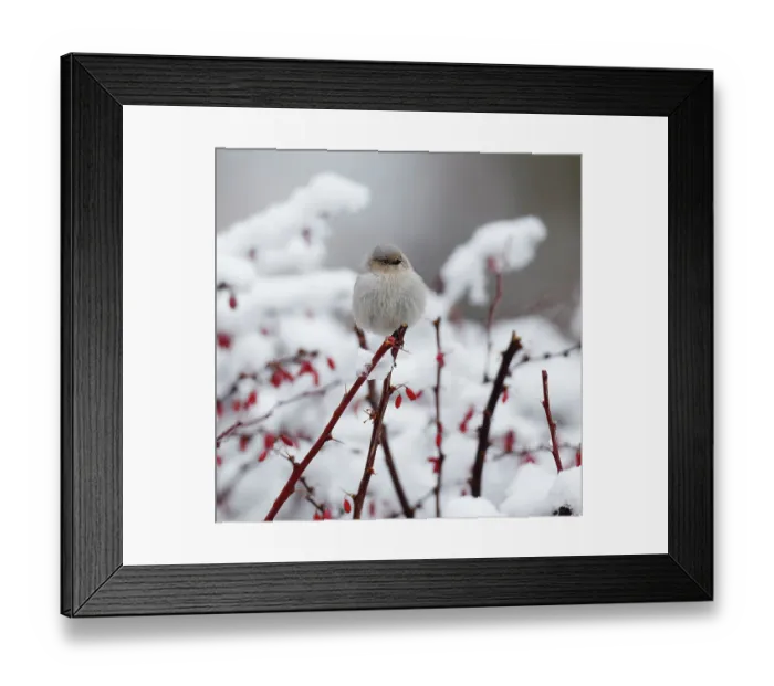 Framed Print : American bushtit (Psaltriparus minimus) female, perched on snow-covered Common barberry (Berberis sp.) branch with edible red fruit in garden, Reno, Nevada, USA. January Framed Print : American bushtit (Psaltriparus minimus) female, perched on snow-covered Common barberry (Berberis sp.) branch with edible red fruit in garden, Reno, Nevada, USA. January