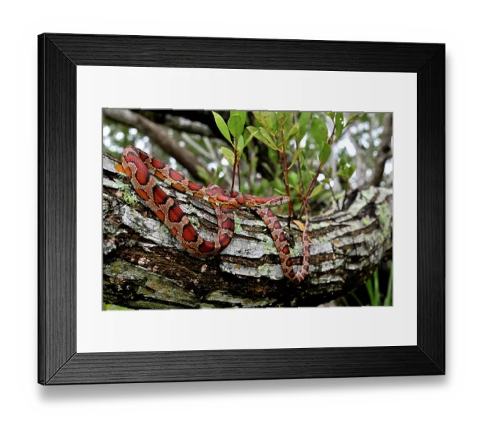 Framed Print : Corn snake (Pantherophis guttatus) resting on tree branch, Big Cypress National Preserve, Florida, USA. March Framed Print : Corn snake (Pantherophis guttatus) resting on tree branch, Big Cypress National Preserve, Florida, USA. March