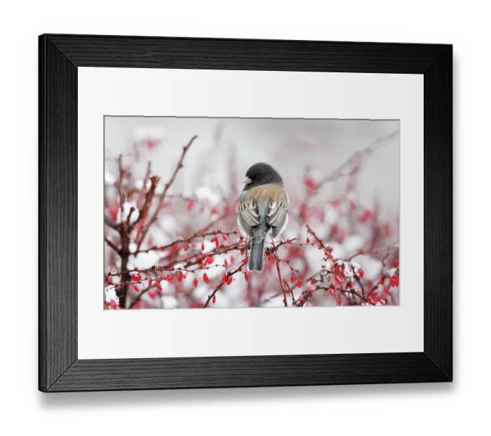 Framed Print : Dark-eyed junco (Junco hyemalis) male, perched amongst Barberry (Berberis sp.) branches with red edible fruit in garden, Reno, Nevada, USA. January Framed Print : Dark-eyed junco (Junco hyemalis) male, perched amongst Barberry (Berberis sp.) branches with red edible fruit in garden, Reno, Nevada, USA. January