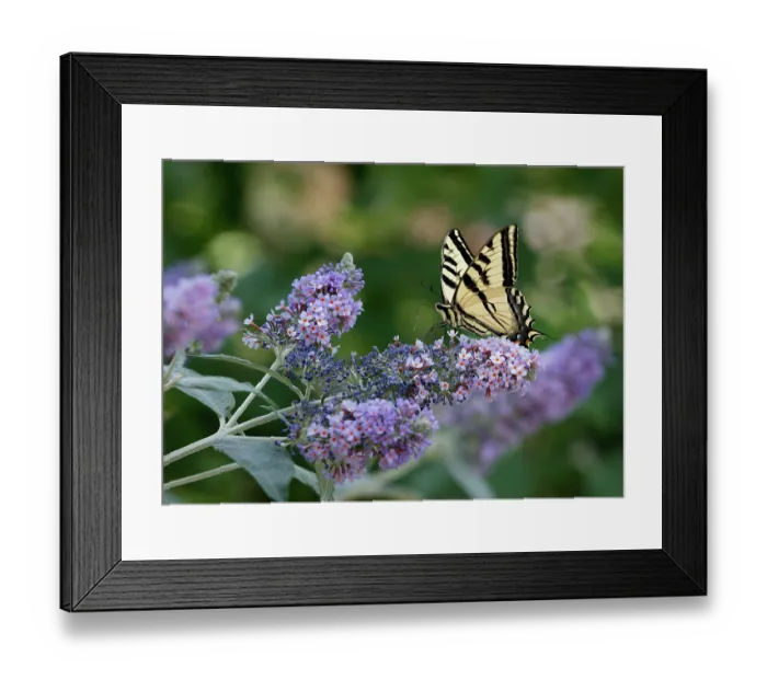 Framed Print : Two-tailed swallowtail butterfly (Papilio multicaudata) with pollen on proboscis, nectaring on Butterfly bush (Buddleia sp.) in garden, Reno, Nevada, USA. June Framed Print : Two-tailed swallowtail butterfly (Papilio multicaudata) with pollen on proboscis, nectaring on Butterfly bush (Buddleia sp.) in garden, Reno, Nevada, USA. June