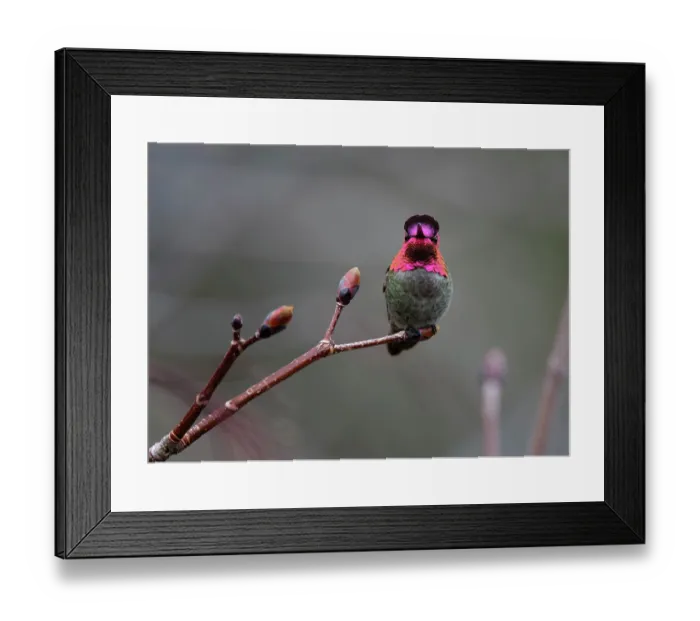 Framed Print : Anna's hummingbird (Calypte anna) male, perched on Norway maple (Acer platanoides) budding branch in a garden in spring, Reno, Nevada, USA. April Framed Print : Anna's hummingbird (Calypte anna) male, perched on Norway maple (Acer platanoides) budding branch in a garden in spring, Reno, Nevada, USA. April