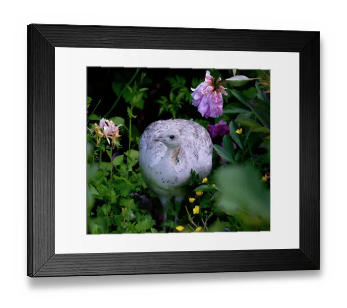 Framed Print : Common peafowl (Pavo cristatus) leucistic female, foraging in rural garden, Bremerton, Washington, USA. June Framed Print : Common peafowl (Pavo cristatus) leucistic female, foraging in rural garden, Bremerton, Washington, USA. June