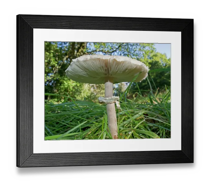 Framed Print : Slender parasol (Macrolepiota mastoidea) mushroom, Coulsdon Common, Surrey, England, UK. October Framed Print : Slender parasol (Macrolepiota mastoidea) mushroom, Coulsdon Common, Surrey, England, UK. October