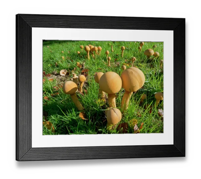 Framed Print : Golden bootlegs (Phaeolepiota aurea) growing on grass, Kew, Richmond, Surrey, England, UK. November Framed Print : Golden bootlegs (Phaeolepiota aurea) growing on grass, Kew, Richmond, Surrey, England, UK. November