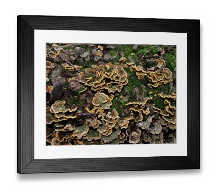 Framed Print : Hairy curtain crust (Stereum hirsutum), Coulsdon Common, Surrey, England, UK. October Framed Print : Hairy curtain crust (Stereum hirsutum), Coulsdon Common, Surrey, England, UK. October