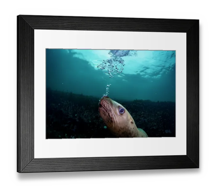 Framed Print : Steller sea lion (Eumeptopias jubatus) blowing bubbles underwater, Salish Sea, Vancouver Island, British Columbia, Canada Framed Print : Steller sea lion (Eumeptopias jubatus) blowing bubbles underwater, Salish Sea, Vancouver Island, British Columbia, Canada