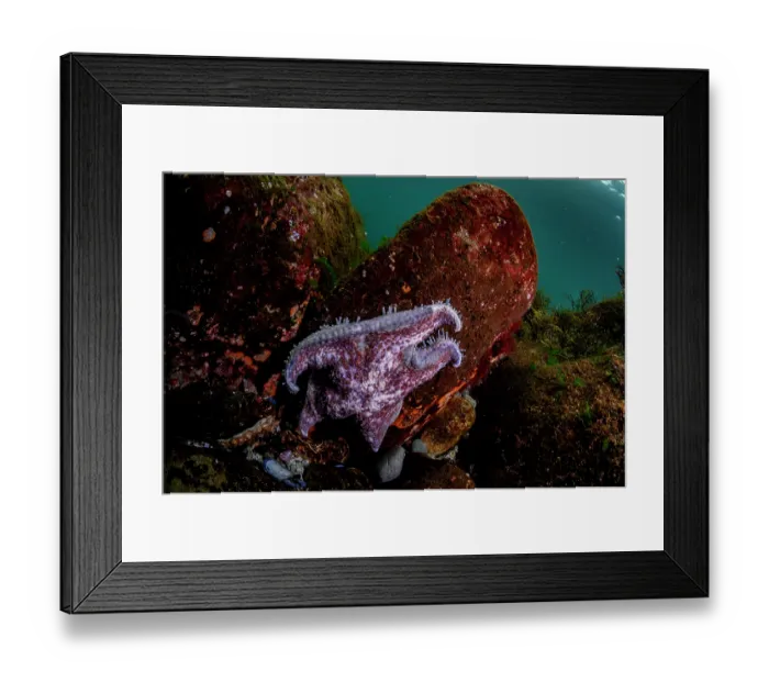 Framed Print : Leather sea star (Dermasterias imbricata) dying from sea star wasting disease, Salish Sea, Vancouver Island, British Columbia, Canada Framed Print : Leather sea star (Dermasterias imbricata) dying from sea star wasting disease, Salish Sea, Vancouver Island, British Columbia, Canada