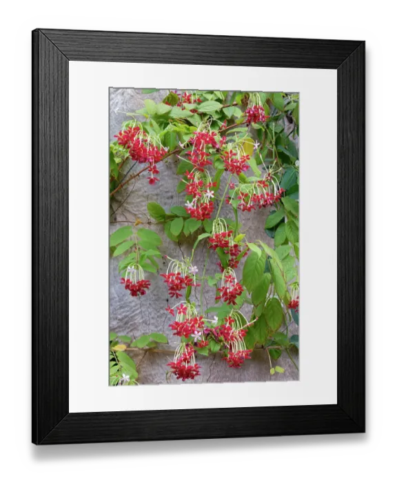 Framed Print : Rangoon creeper (Combretum indicum) in flower, Oasis Park, Canary Islands. September
