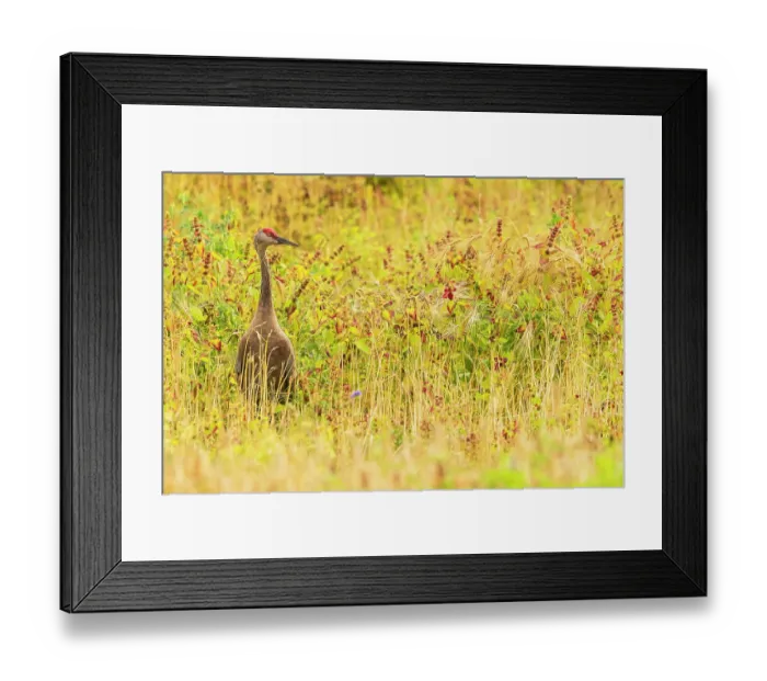 Framed Print : Canadian crane (Grus canadensis) standing in long grass, Fairbanks, Alaska, USA. September Framed Print : Canadian crane (Grus canadensis) standing in long grass, Fairbanks, Alaska, USA. September