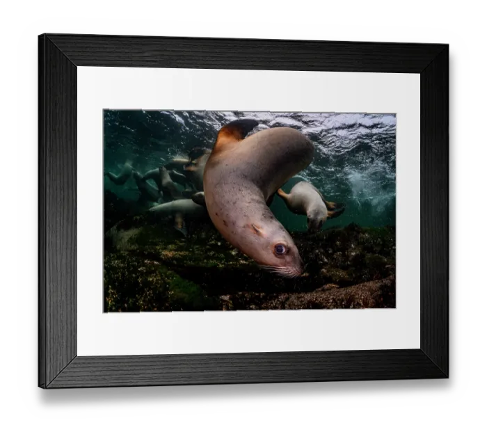 Framed Print : Group of Steller sea lions (Eumeptopias jubatus) playing underwater, Salish Sea, Vancouver Island, British Columbia, Canada Framed Print : Group of Steller sea lions (Eumeptopias jubatus) playing underwater, Salish Sea, Vancouver Island, British Columbia, Canada