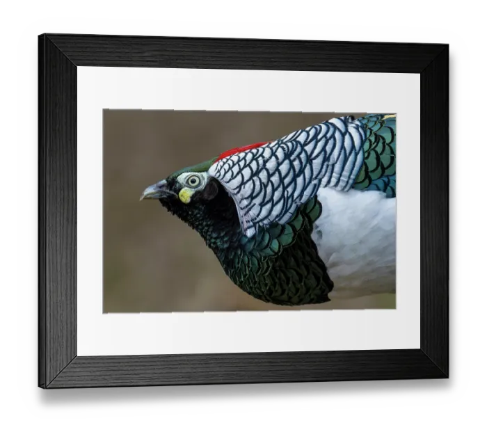 Framed Print : Lady Amherst's pheasant (Chrysolophus amherstiae) male, head portrait, Long Hua Nature Reserve, Bohai, Sichuan, China Framed Print : Lady Amherst's pheasant (Chrysolophus amherstiae) male, head portrait, Long Hua Nature Reserve, Bohai, Sichuan, China