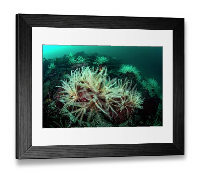Framed Print : Feather stars (Florometra serratissima) feeding on plankton, Salish Sea, Vancouver Island, British Columbia, Canada Framed Print : Feather stars (Florometra serratissima) feeding on plankton, Salish Sea, Vancouver Island, British Columbia, Canada