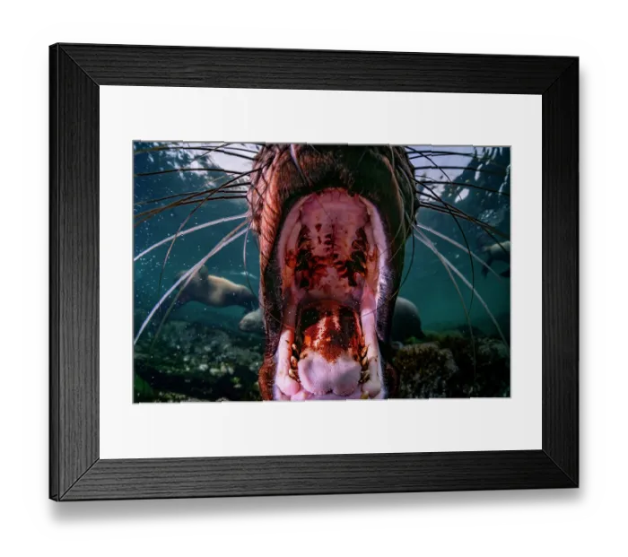 Framed Print : RF - Steller sea lion (Eumeptopias jubatus) underwater with mouth open wide, portrait, Salish Sea, Vancouver Island, British Columbia, Canada Framed Print : RF - Steller sea lion (Eumeptopias jubatus) underwater with mouth open wide, portrait, Salish Sea, Vancouver Island, British Columbia, Canada