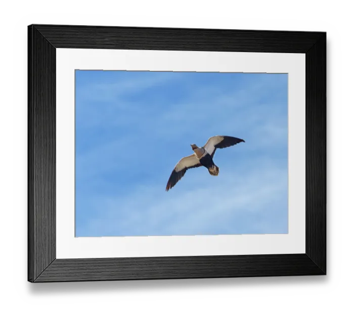 Framed Print : Black-bellied sandgrouse (Pterocles orientalis) male flying overhead, Jandia Natural Park, Pajara, Fuerteventura, Canary Islands. September Framed Print : Black-bellied sandgrouse (Pterocles orientalis) male flying overhead, Jandia Natural Park, Pajara, Fuerteventura, Canary Islands. September