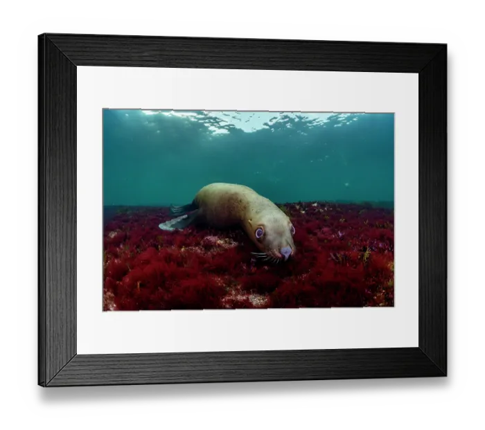 Framed Print : Steller sea lion (Eumeptopias jubatus) playing underwater, Salish Sea, Vancouver Island, British Columbia, Canada Framed Print : Steller sea lion (Eumeptopias jubatus) playing underwater, Salish Sea, Vancouver Island, British Columbia, Canada