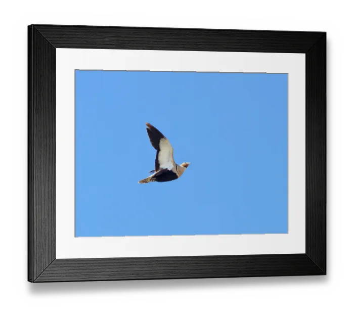 Framed Print : Black-bellied sandgrouse (Pterocles orientalis) male flying overhead, Jandia Natural Park, Pajara, Fuerteventura, Canary Islands. September Framed Print : Black-bellied sandgrouse (Pterocles orientalis) male flying overhead, Jandia Natural Park, Pajara, Fuerteventura, Canary Islands. September