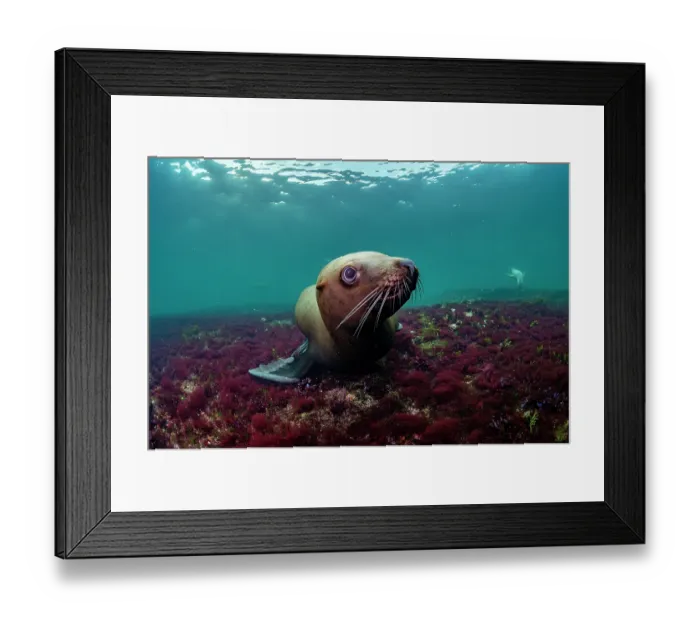 Framed Print : RF - Steller sea lion (Eumeptopias jubatus) playing underwater, Salish Sea, Vancouver Island, British Columbia, Canada