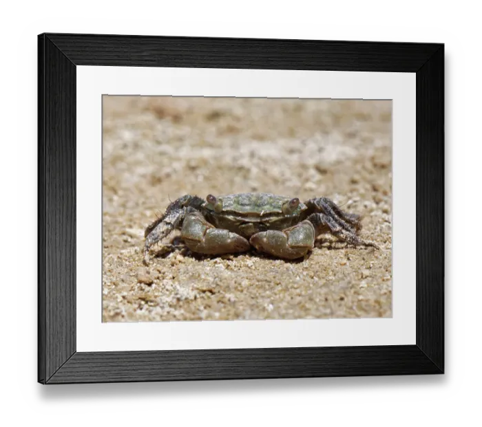 Framed Print : African matchbox crab (Pachygrapsus transversus) walking on intertidal mudflats, Sotavento Lagoon, Fuerteventura, Canary Islands. September Framed Print : African matchbox crab (Pachygrapsus transversus) walking on intertidal mudflats, Sotavento Lagoon, Fuerteventura, Canary Islands. September