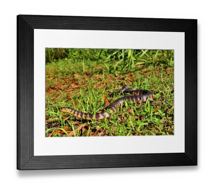 Framed Print : Red-bellied mudsnake (Farancia abacura) moving over grass, Big Cypress National Preserve, Florida, USA. March Framed Print : Red-bellied mudsnake (Farancia abacura) moving over grass, Big Cypress National Preserve, Florida, USA. March