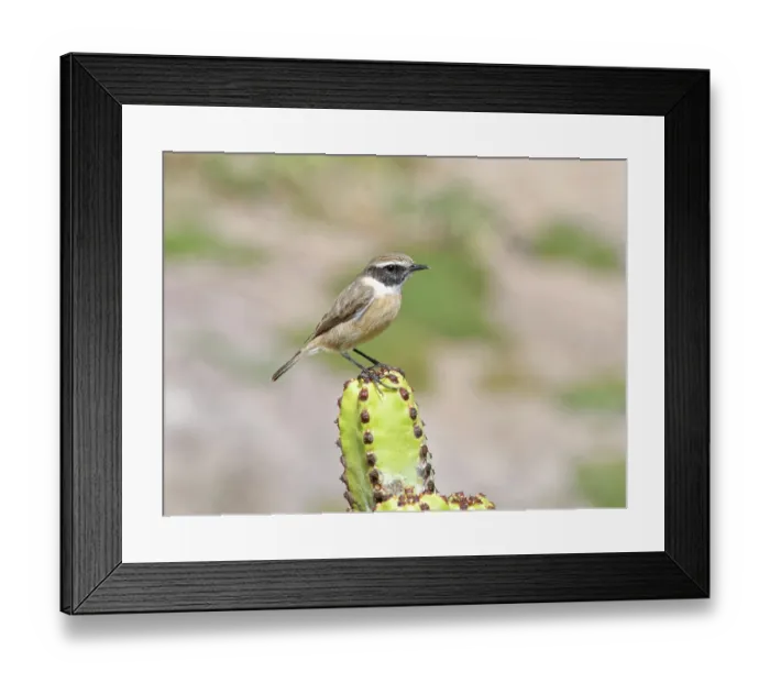 Framed Print : Canary Islands stonechat (Saxicola dacotiae) male, perched on a Canary Islands spurge (Euphorbia canariensis), Fuerteventura, Canary Islands. September. Endangered Framed Print : Canary Islands stonechat (Saxicola dacotiae) male, perched on a Canary Islands spurge (Euphorbia canariensis), Fuerteventura, Canary Islands. September. Endangered